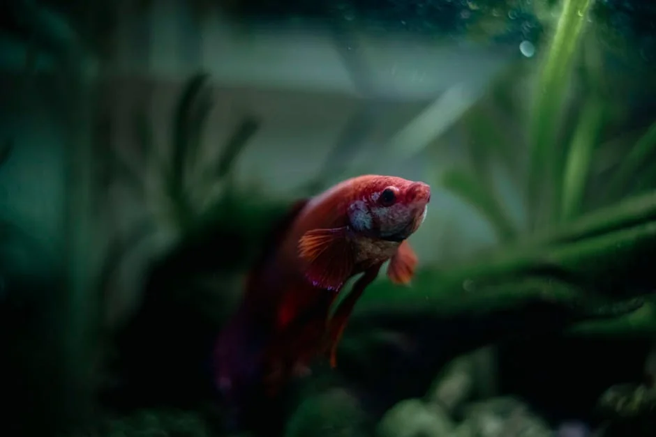 Betta fish tank plants - stock photo