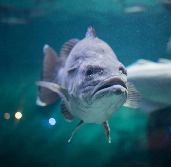 Fish aquarium tanks - stock photo