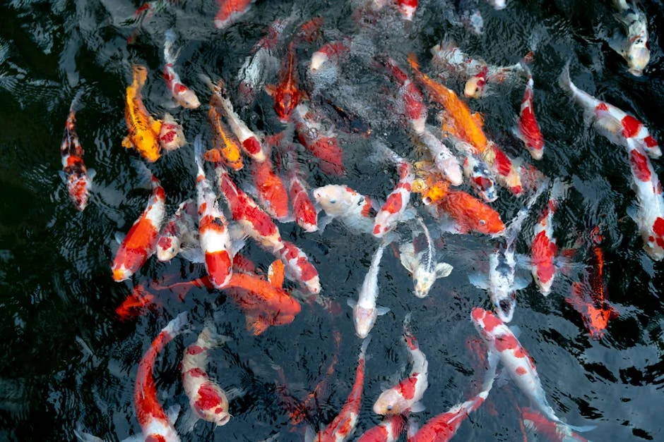 Koi fish colors - stock photo