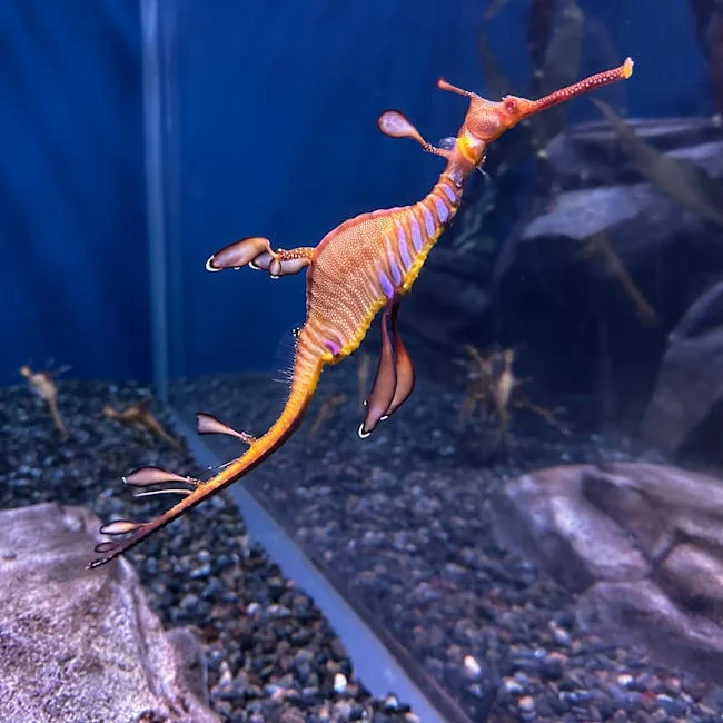 Fish tank gravel - stock photo