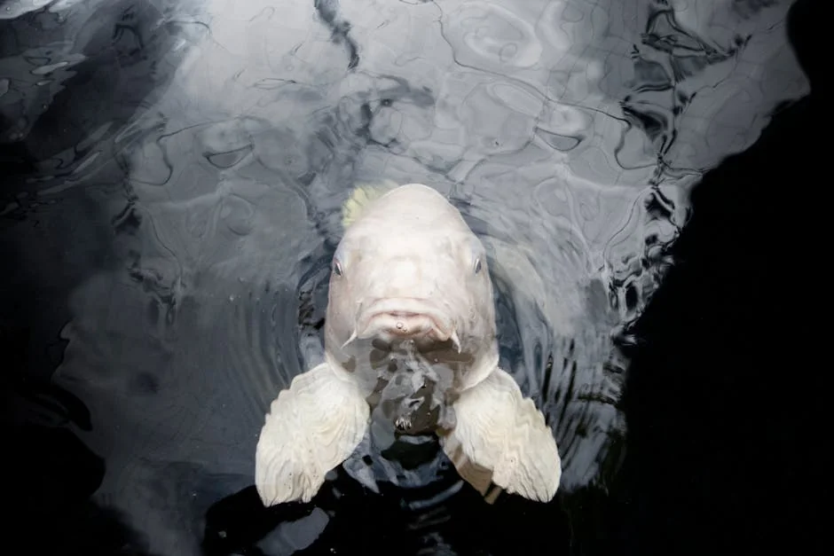 Fish tank clip art - stock photo