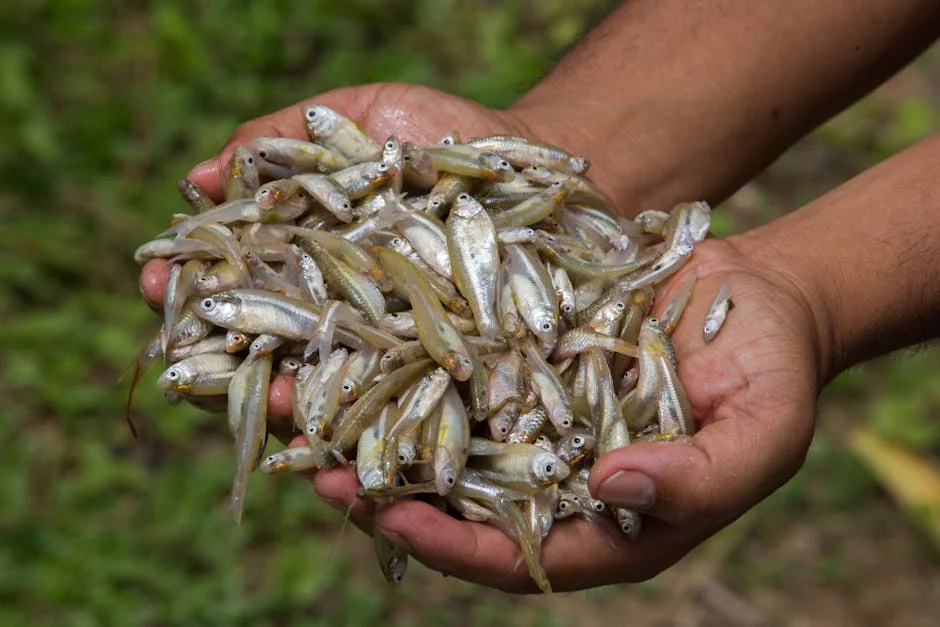 Freshwater community fish - stock photo